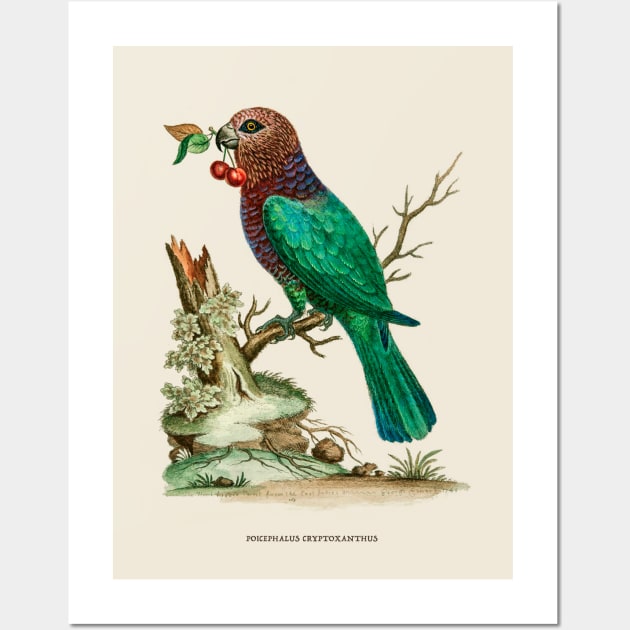 African Brown-Headed Parrot Antique Naturalist Illustration Wall Art by Antiquated Art